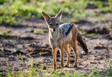 新研究:人类或曾把狐狸作为宠物饲养