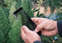 减少看屏幕时间 欧美重拾“笨手机”