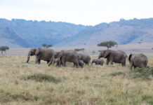 研究显示大象或互相“直呼其名”