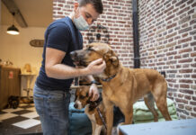 新研究借助人工智能“解码”狗叫声