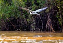 世界最大湿地今年遭遇严重火灾破坏