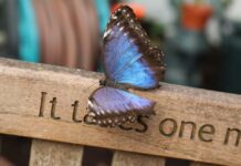 英国开展年度“蝶口统计”