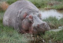 只要跑得快 河马也能“飞”