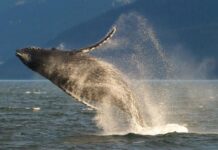 游客实在太多 美国阿拉斯加州首府欲设“无邮轮周六”