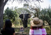 南非:近距离拍摄大象 一名西班牙游客被踩死