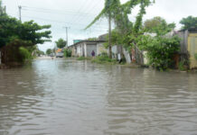 墨西哥东北部下大雨 逾200条鳄鱼趁机进城