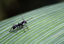 蚂蚁也能为同伴“做手术”