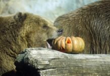 熊出没注意!法国男子在意大利北部遭熊袭击受伤