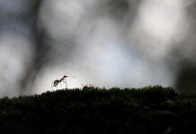 蚂蚁视觉系统助力微型机器人自主导航