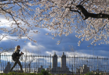 留神!美国纽约“狼出没”