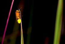 研究发现蜘蛛操控萤火虫闪光信号诱捕猎物