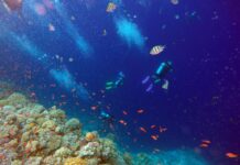 新研究:海洋生物保护存在“偏见”