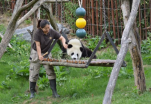 大熊猫,打开了解中国的“门”——访比利时天堂动物园大熊猫园
