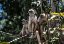 全球野生动物数量五十年间减少逾七成