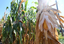 报告:水危机威胁全球粮食生产和经济发展