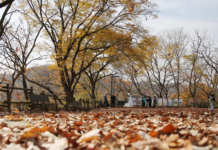 多管齐下 韩国力图缓解“孤独死”问题