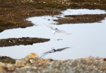 研究称一种洋流减缓可能降低北极变暖幅度