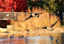 世界自然保护联盟:全球超过三分之一树种濒临灭绝