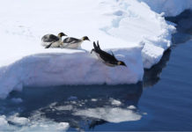 创纪录  帝企鹅漂流逾3400公里抵达澳大利亚