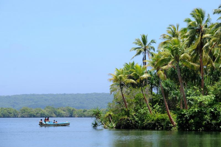 太平洋所罗门群岛附近发现世界最大珊瑚