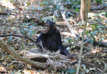 研究发现黑猩猩也会因观众在场而影响认知表现