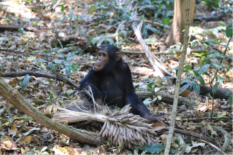 研究发现黑猩猩也会因观众在场而影响认知表现