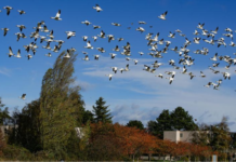 加拿大百岁店员谈快乐秘诀