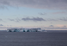 南极洲首次发现琥珀