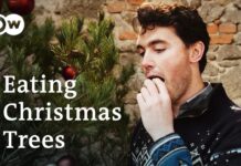 【环保】“节后吃掉圣诞树”比利时人的建议成世界新闻