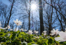 【比利时春日好天气】难得艳阳高照,好好享受当下!