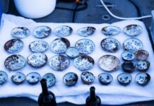 Chinese porcelain recovered from 18th-century shipwreck off Norway